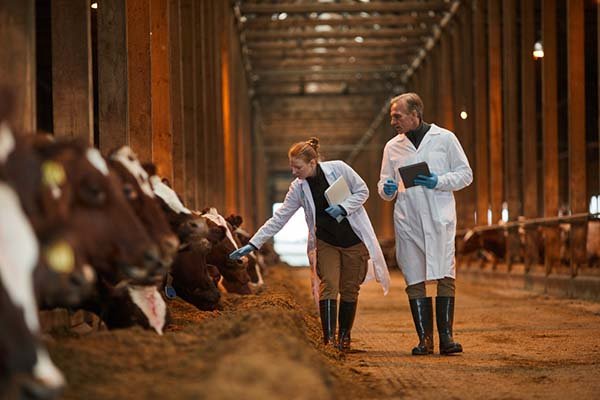 Livestock Farming